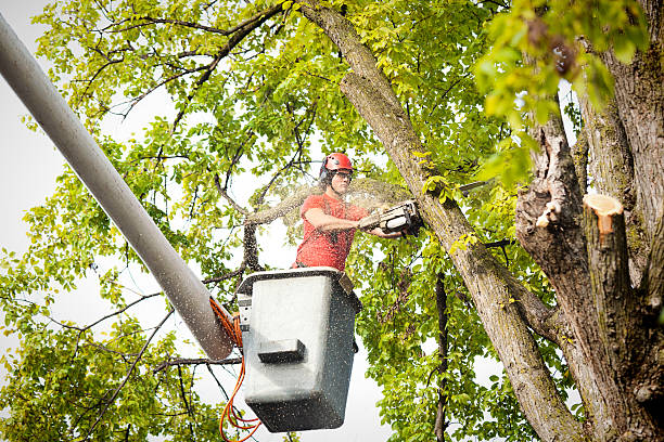  Hayward, CA Tree Service Pros